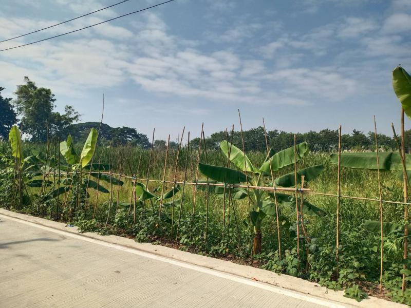 ที่ดิน 8000000 ปทุมธานี ธัญบุรี ลำผักกูด