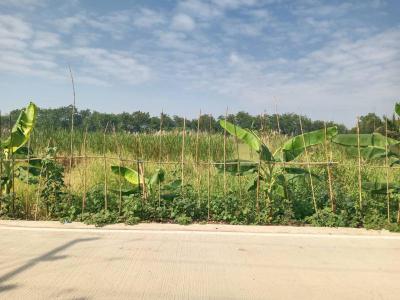 ที่ดิน 2000000 ปทุมธานี ธัญบุรี ลำผักกูด