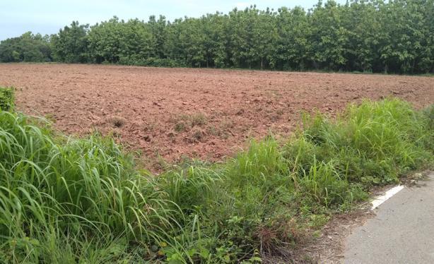 ที่ดิน 1750000 ลำปาง เมืองลำปาง นิคมพัฒนา