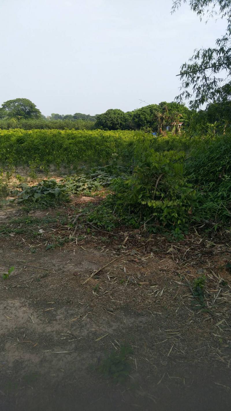 ที่ดิน 900000 หนองคาย ท่าบ่อ โพนสา
