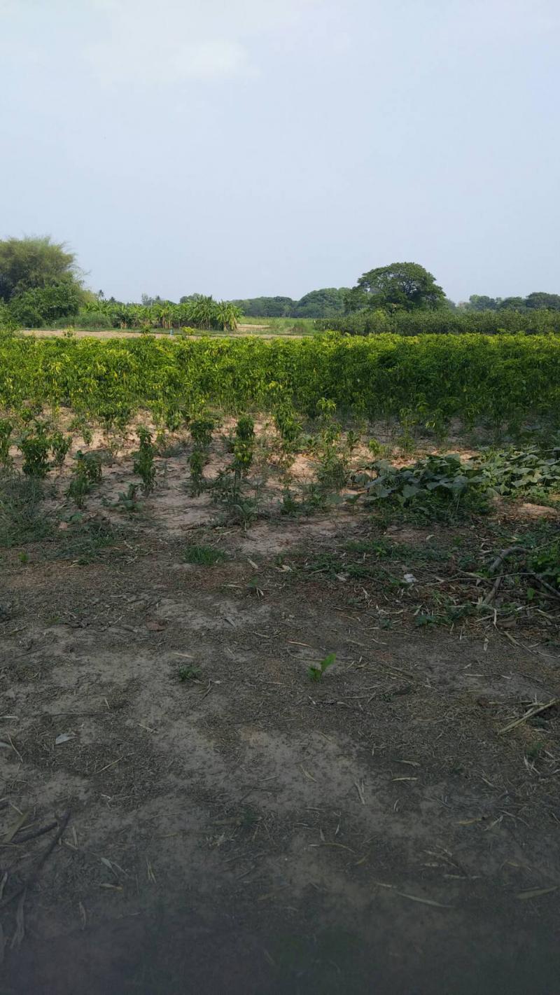 ที่ดิน 900000 หนองคาย ท่าบ่อ โพนสา
