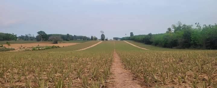 ที่ดิน 2500000 ระยอง กิ่งอำเภอนิคมพัฒนา พนานิคม