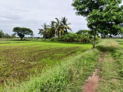 ที่ดิน 290000 หนองคาย ท่าบ่อ บ้านว่าน