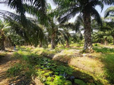 ที่ดิน 15000000 ปทุมธานี หนองเสือ ศาลาครุ