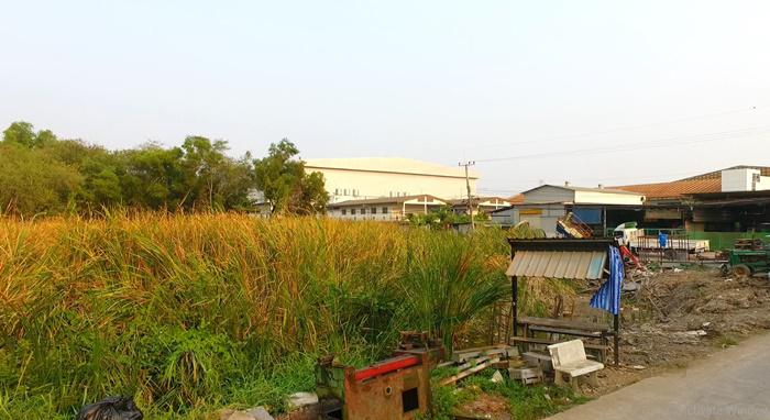 ที่ดิน 25088000 ปทุมธานี คลองหลวง คลองหนึ่ง