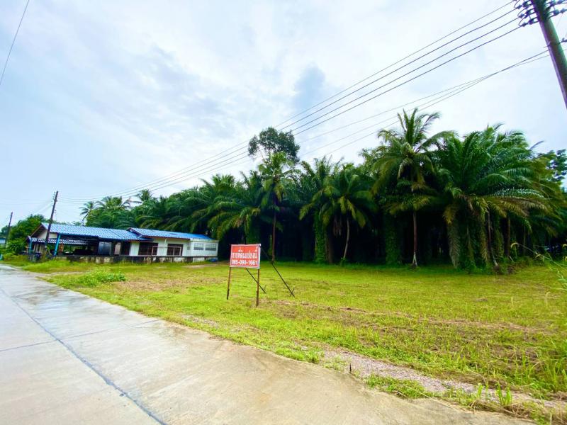 ที่ดิน 400000 ชุมพร เมืองชุมพร นาชะอัง