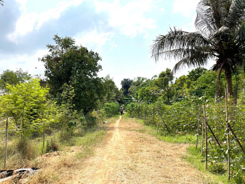 ที่ดิน 15500000 เพชรบุรี ท่ายาง ท่าคอย