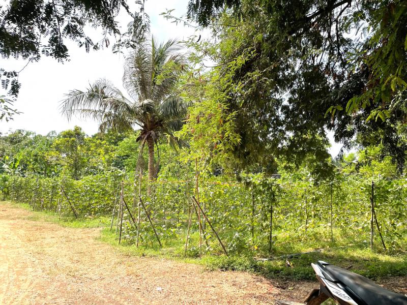 ที่ดิน 15500000 เพชรบุรี ท่ายาง ท่าคอย