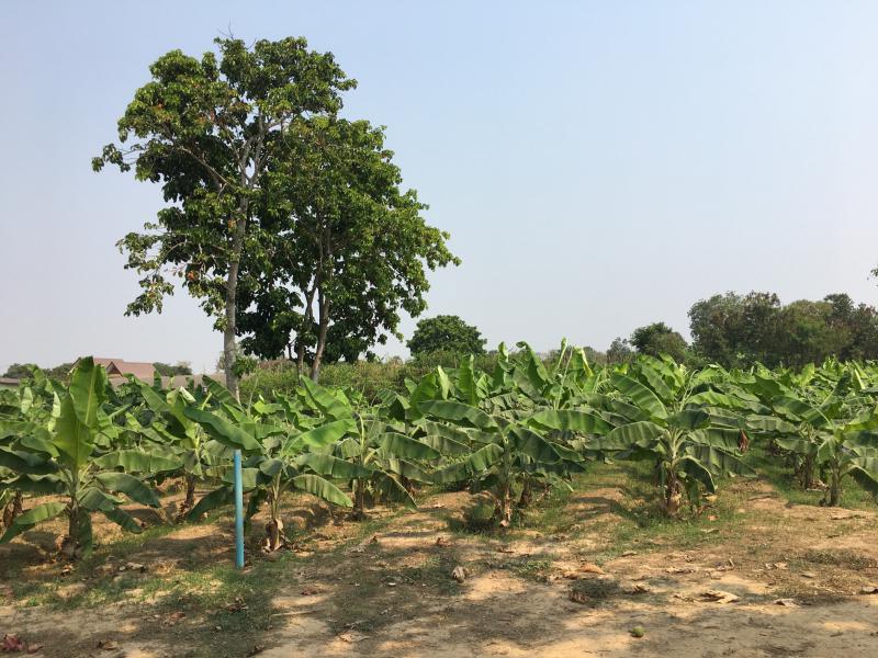 ที่ดิน 15500000 เพชรบุรี ท่ายาง ท่าคอย