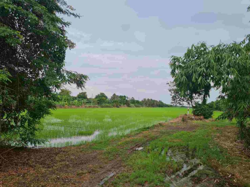 ที่ดิน 44984940 ปทุมธานี หนองเสือ หนองสามวัง