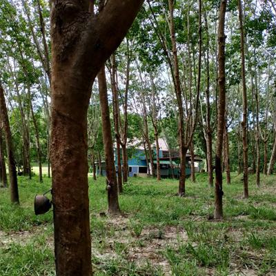 บ้านพร้อมที่ดิน 3500000 นครพนม บ้านแพง หนองแวง