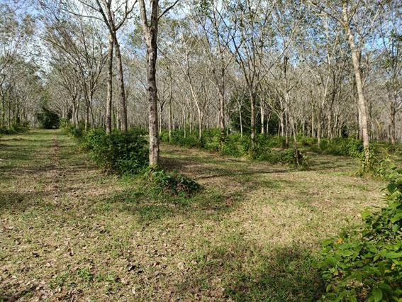 ที่ดิน 121500000 พังงา ท้ายเหมือง ท้ายเหมือง