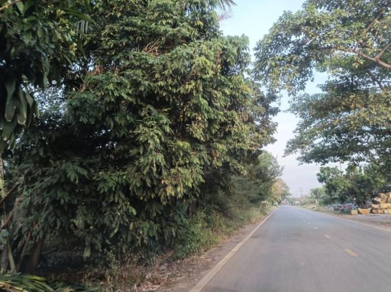 ที่ดิน 300000 หนองคาย ท่าบ่อ นาข่า