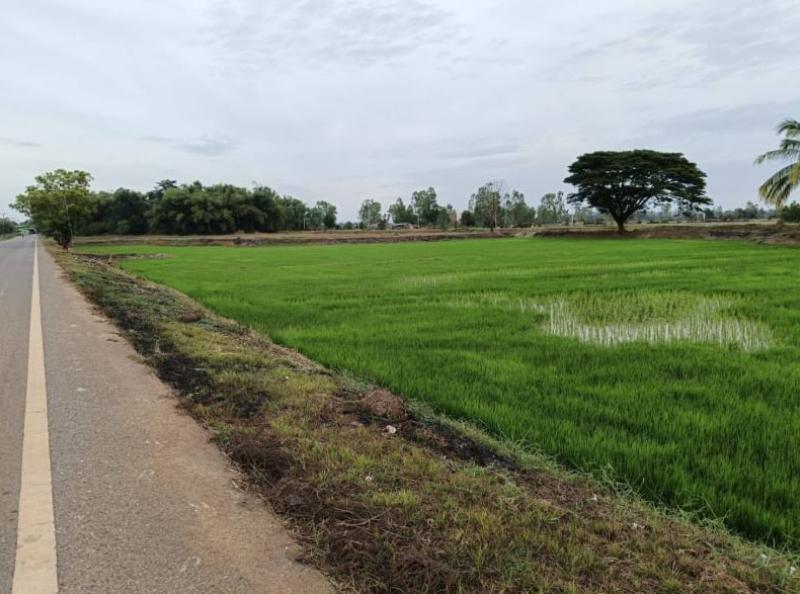 ที่ดิน 290000 หนองคาย ท่าบ่อ บ้านว่าน