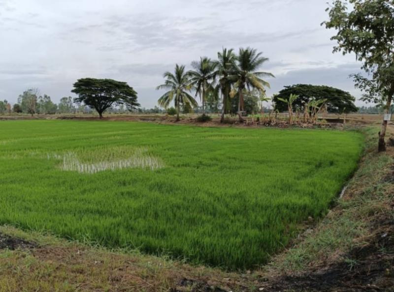 ที่ดิน 290000 หนองคาย ท่าบ่อ บ้านว่าน
