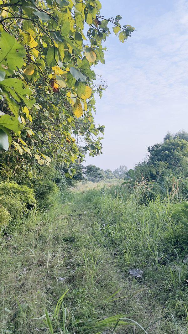 ที่ดิน 7000000 ราชบุรี สวนผึ้ง ป่าหวาย