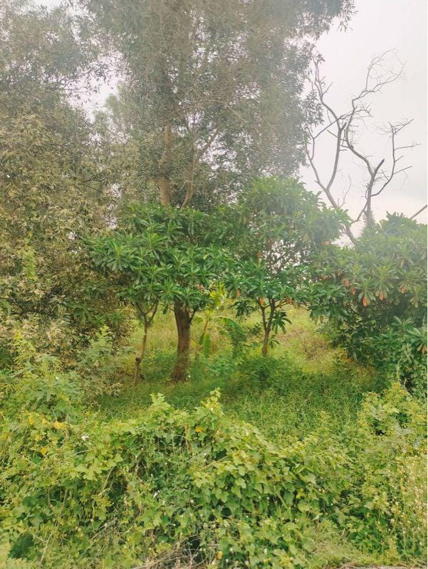 ที่ดิน 1200000 ปทุมธานี หนองเสือ หนองสามวัง