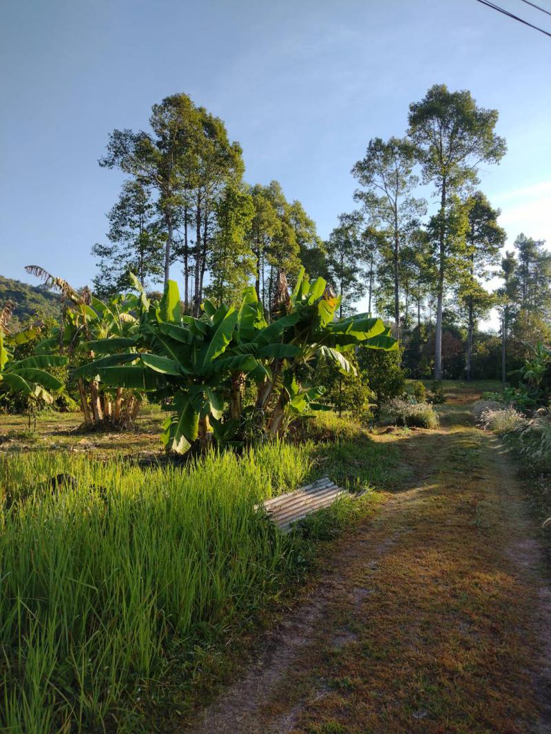 ไร่สวน 8000000 ปราจีนบุรี นาดี สะพานหิน