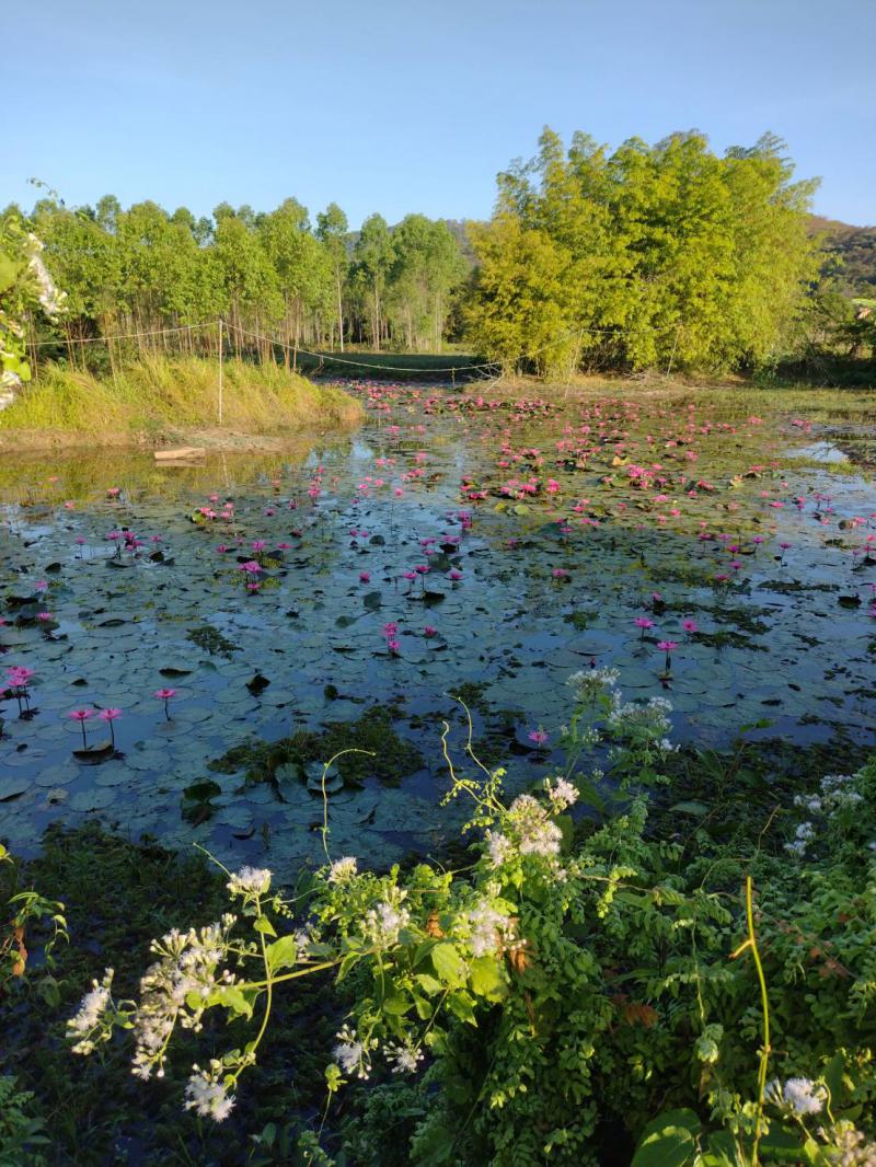 ไร่สวน 8000000 ปราจีนบุรี นาดี สะพานหิน