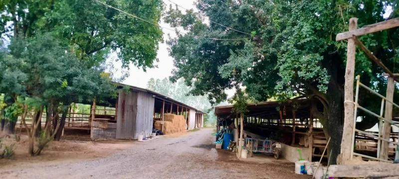 ไร่นา 10000000 สุพรรณบุรี ดอนเจดีย์ ทะเลบก