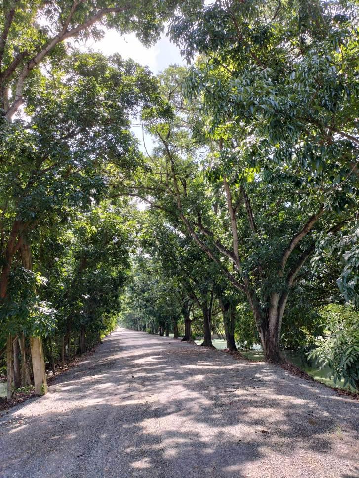 ที่ดิน 2000000 ปทุมธานี ลำลูกกา พืชอุดม