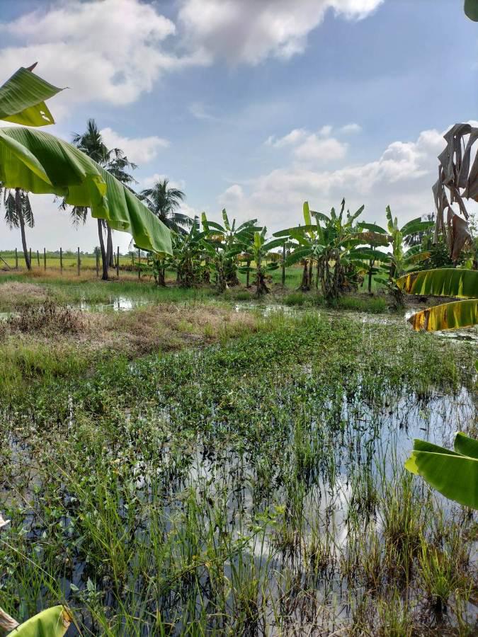 ที่ดิน 2000000 ปทุมธานี ลำลูกกา พืชอุดม