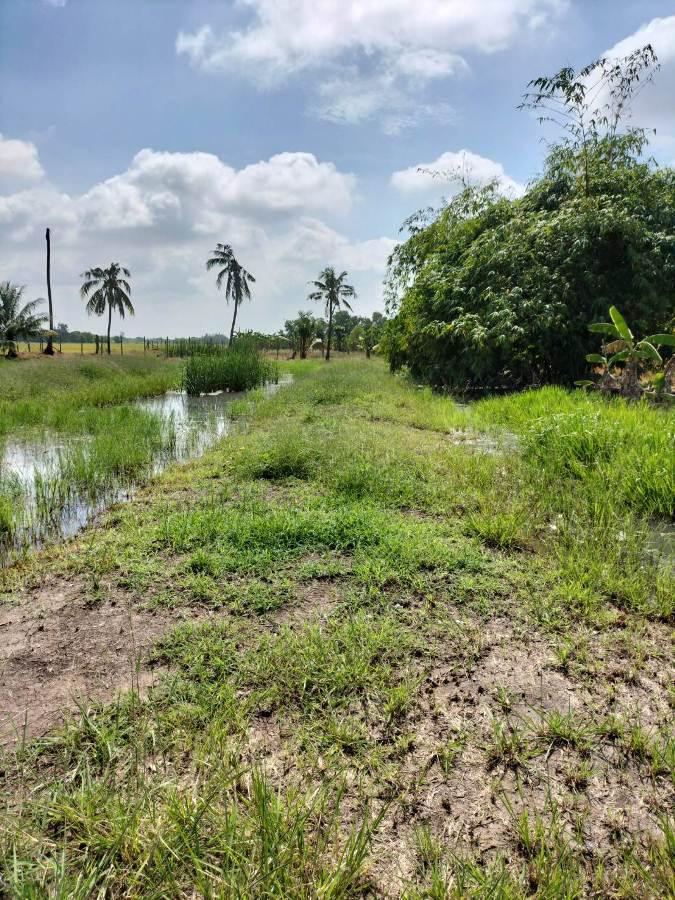 ที่ดิน 2000000 ปทุมธานี ลำลูกกา พืชอุดม