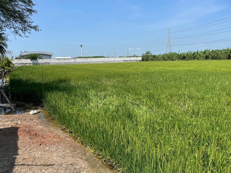 ที่ดิน 10500000 นนทบุรี ไทรน้อย ไทรใหญ่