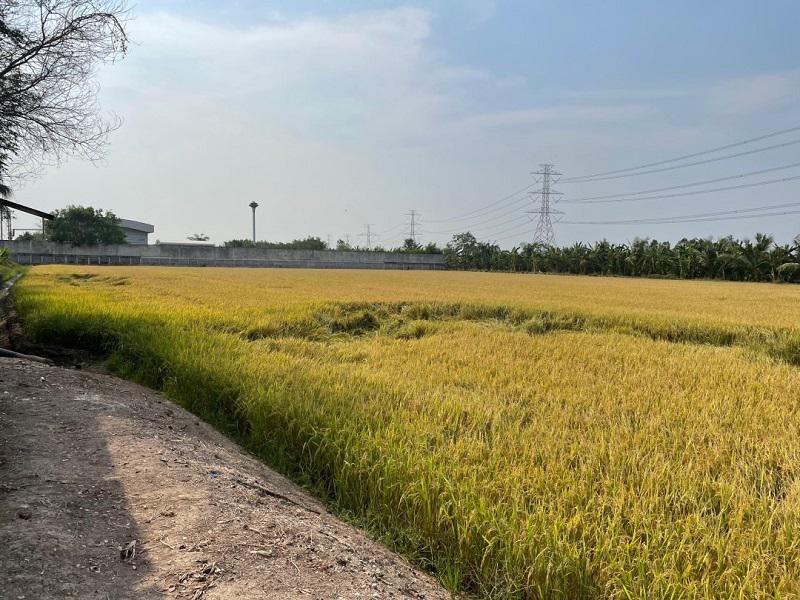 ที่ดิน 10500000 นนทบุรี ไทรน้อย ไทรใหญ่