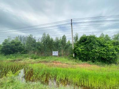ที่ดิน 27000000 ชัยภูมิ ภูเขียว ธาตุทอง