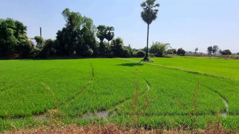 ที่ดิน 3300000 พิษณุโลก วังทอง วังทอง