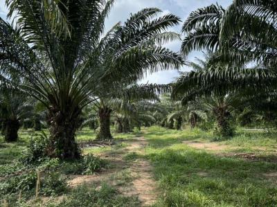 ที่ดิน 450000 ประจวบคีรีขันธ์ บางสะพานน้อย ทรายทอง