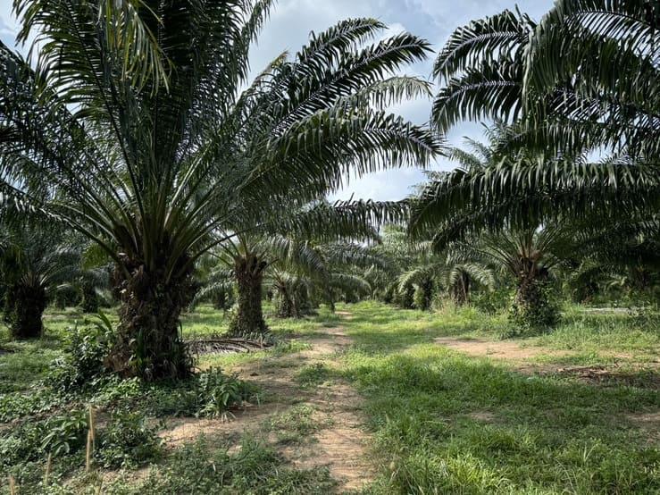 ที่ดิน 450000 ประจวบคีรีขันธ์ บางสะพานน้อย ทรายทอง