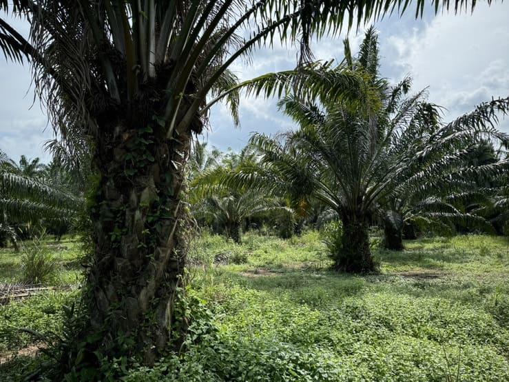 ที่ดิน 450000 ประจวบคีรีขันธ์ บางสะพานน้อย ทรายทอง