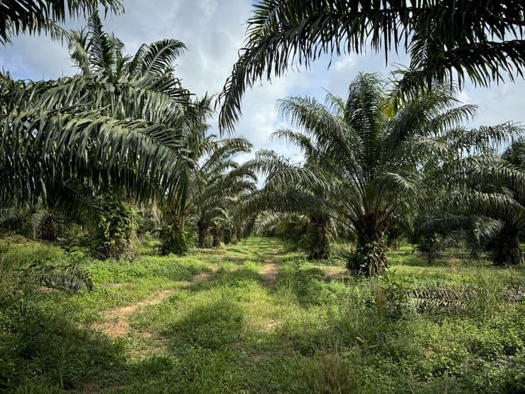 ที่ดิน 450000 ประจวบคีรีขันธ์ บางสะพานน้อย ทรายทอง