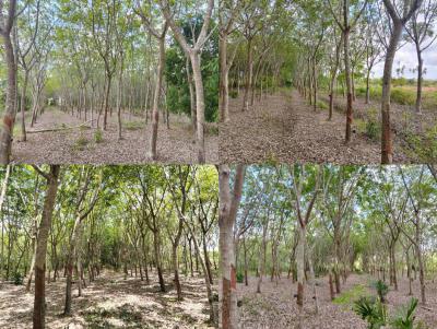 ไร่สวน 5950000 จันทบุรี นายายอาม กระแจะ