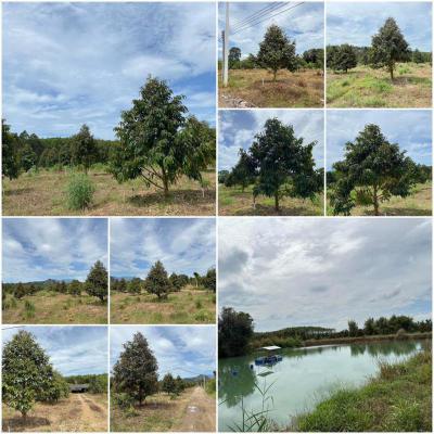 ไร่สวน 22500000 จันทบุรี แก่งหางแมว เขาวงกต