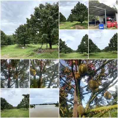 ไร่สวน 20000000 จันทบุรี ท่าใหม่ ทุ่งเบญจา