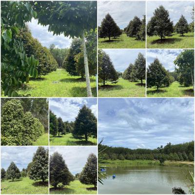 ไร่สวน 16750000 จันทบุรี แก่งหางแมว เขาวงกต