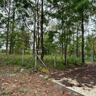 ที่ดิน 3800000 เชียงใหม่ แม่ริม แม่แรม