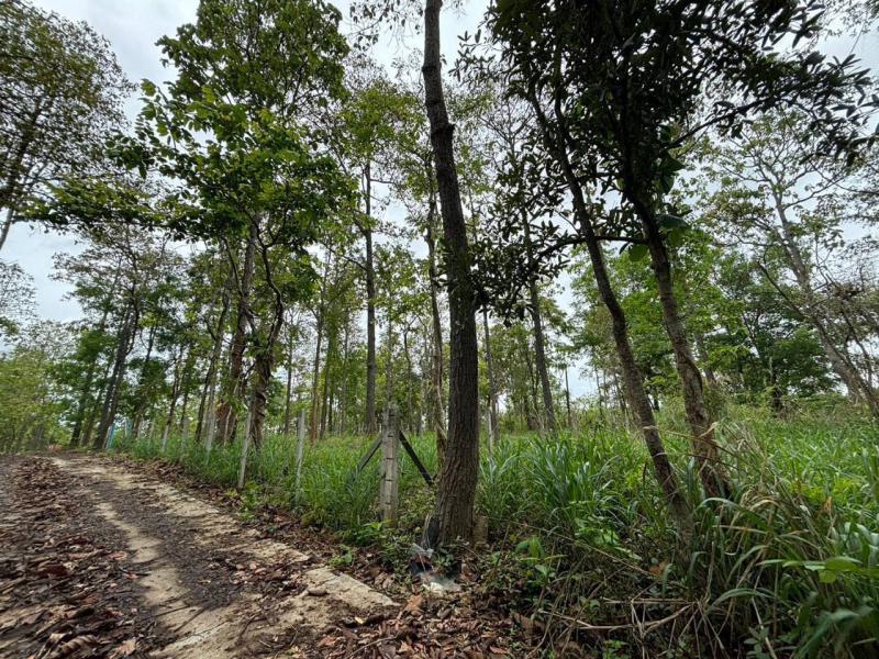 ที่ดิน 3800000 เชียงใหม่ แม่ริม แม่แรม