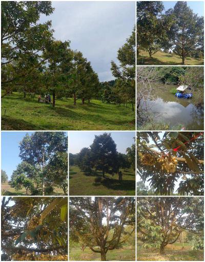ไร่สวน 20850000 จันทบุรี ท่าใหม่ ทุ่งเบญจา