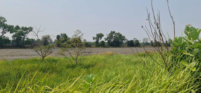 ที่ดิน 800000 ปทุมธานี หนองเสือ หนองสามวัง