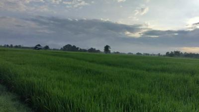 ที่ดิน 120000 พิษณุโลก  